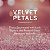 Body Splash Velvet Petals Shimmer 250ml - Victoria'S Secret - Imagem 3