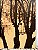 Quadro em Tela Floresta Amarela 72x65 - Online Quadros (Apartamento Decorada) - Imagem 2