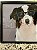 Quadro Cachorro Border Collie 51x34 - Artesanal (Apartamento Decorado) - Imagem 4