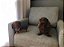 Maxi Pet - Imagem 12