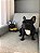 Maxi Pet - Imagem 14