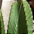 Colar Lua Crescente | Prata 925 - Imagem 6