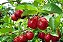 Acerola - Imagem 2
