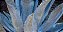 Agave Americana ou Agave Azul - Imagem 2