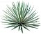 Agave Angustifolia ou Piteira do Caribe - Imagem 2
