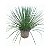 Agave Palito - Imagem 1