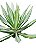 Agave Variegata - Imagem 2