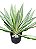 Agave Variegata - Imagem 1