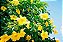 Alamanda Amarela - Imagem 2