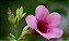 Alamanda Roxa - Imagem 2