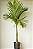 Areca Catechu ou Betel - Imagem 1