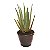 Babosa ou Aloe Vera - Pote de 40 cm - Imagem 1