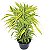 Bambu da Sorte Variegata - Imagem 1