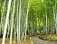Bambu Mosso - Imagem 2