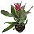 Bromélia Aequimea Rosa - Pote 17 cm - Imagem 1