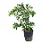 Jabuticabeira - 80 cm - Imagem 1