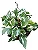 Jiboia Variegata - Cuia - Imagem 1
