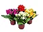 Kalanchoe Pote 11 - Caixa com 10 unidades (Cores Variadas) - Imagem 1