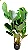 Calathea Lutea - Imagem 1
