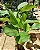 Calathea Lutea - Imagem 2