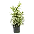 Arranjo com Pleomele Variegata - 1,20 a 1,50 metros - Imagem 2