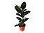 Arranjo de Ficus Elástica Rubra no Vaso de Polietileno - Imagem 1