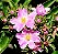 Ora-Pro-Nóbis (Pereskia Grandifolia) - Imagem 2