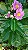 Ora-Pro-Nóbis (Pereskia Grandifolia) - Imagem 1