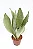 Sansevieria Trifasciata Moonshine - Imagem 1