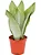 Sansevieria Trifasciata Moonshine - Imagem 2