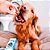 Bravecto 10 a 20kg Tratamento Antipulgas e Carrapatos Tablete Mastigável 500mg Para Cães MSD Saúde Animal - Imagem 7
