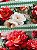 Tecido Tricoline Estampa Digital 10 Faixas Flores Magníficas sobre Verde Malva 100% Algodão - Imagem 3
