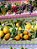 Tecido Tricoline Digital com 10 Faixas de Frutas Diversas sobre Xadrez 100% Algodão - Imagem 4
