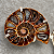 Colar Espiral da Evolução - Imagem 3