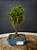 Bonsai Criptomeria bombril  02 anos - Imagem 2