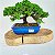 BONSAI JUNÍPERUS PROCUMBENS 06 anos - Imagem 1