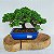 BONSAI JUNÍPERUS PROCUMBENS 06 anos - Imagem 2