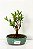 Bonsai Cereja Anã 02 anos - Imagem 2