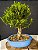Bonsai Cereja Silvestre 14 anos - Imagem 2