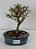 Bonsai Sakura Rosa 02 anos - Imagem 1