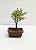 Bonsai Serissa Rosa 02 anos 20cm - Imagem 2