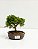 BONSAI DE JUNÍPERO SHIMPAKU 2 ANOS (18 CM) - Imagem 2