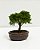 BONSAI DE JUNÍPERO SHIMPAKU 2 ANOS (18 CM) - Imagem 1