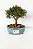 BONSAI DE JUNÍPERO SHIMPAKU 2 ANOS (18 CM) - Imagem 1