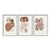 Kit 3 Quadros Decorativos Plantas Boho Moderno Tons De Marrom - Imagem 1