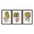 Kit 3 Quadros Decorativos Formas Coloridas Desenho Plantas E Folhas - Imagem 3