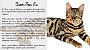 PREPARE PETISCOS CASEIROS IRRESISTÍVEIS PARA SEU GATO - 40 receitas para mimar seu gato - Imagem 2