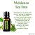 Melaleuca Óleo Essencial (Tea Tree) - Imagem 3