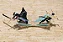One Piece - Dracule Mihawk - Senkou Zekkei (Bandai Spirits) - RESERVA - Imagem 7