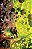 Absolute Superman - Vol. 02 - Panini - Lacrado - Novo - Imagem 2